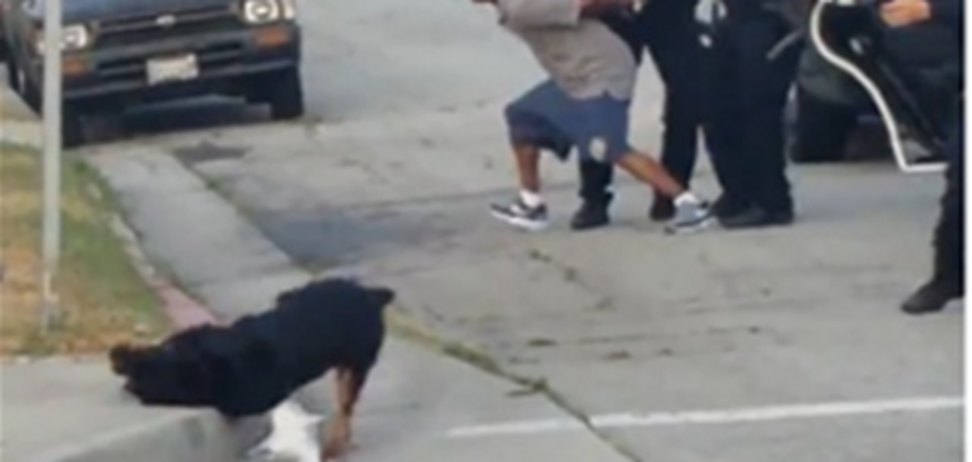 Поліцейські підстрелили собаку під час арешту її господаря в США