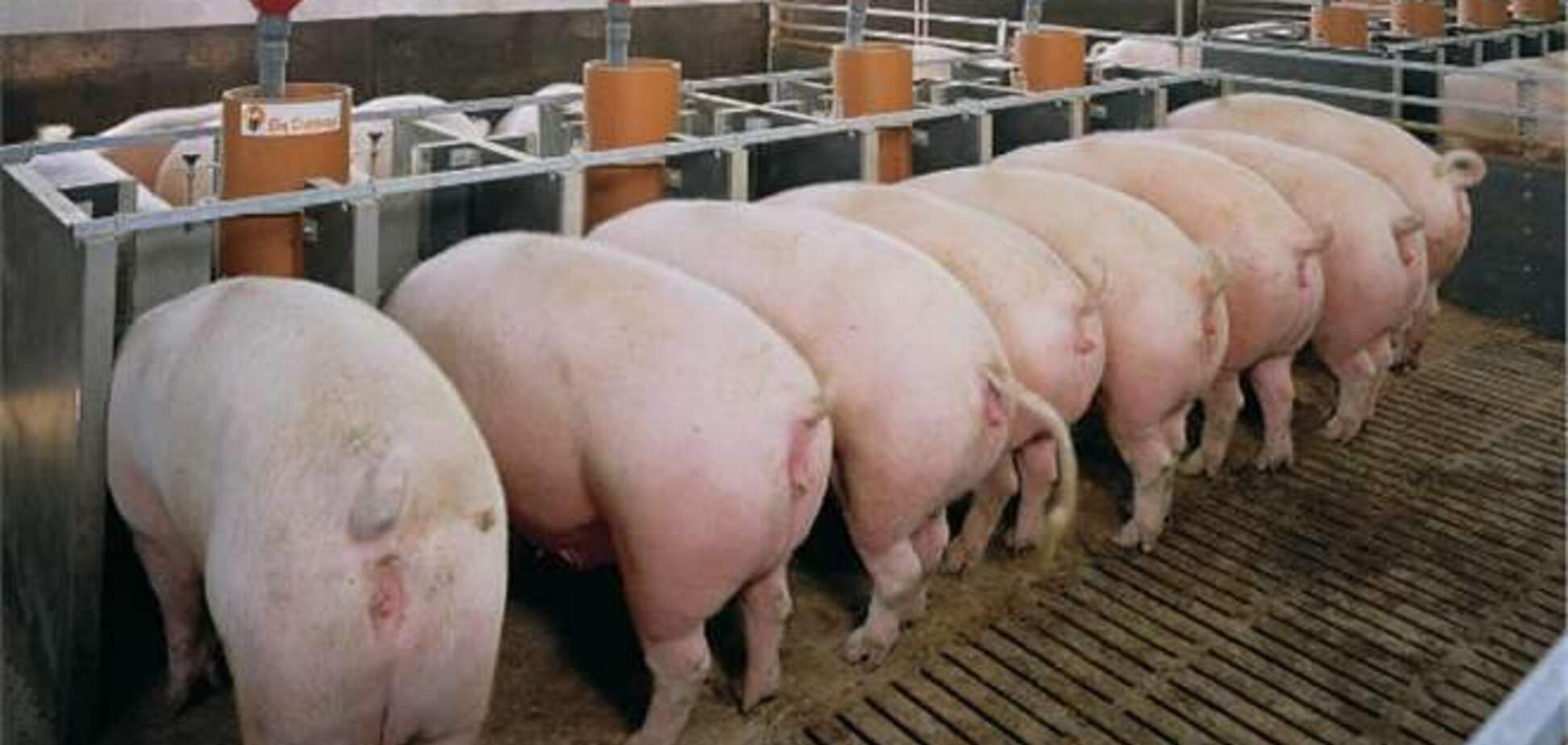 У Білорусі вводиться обмеження на утримання свиней