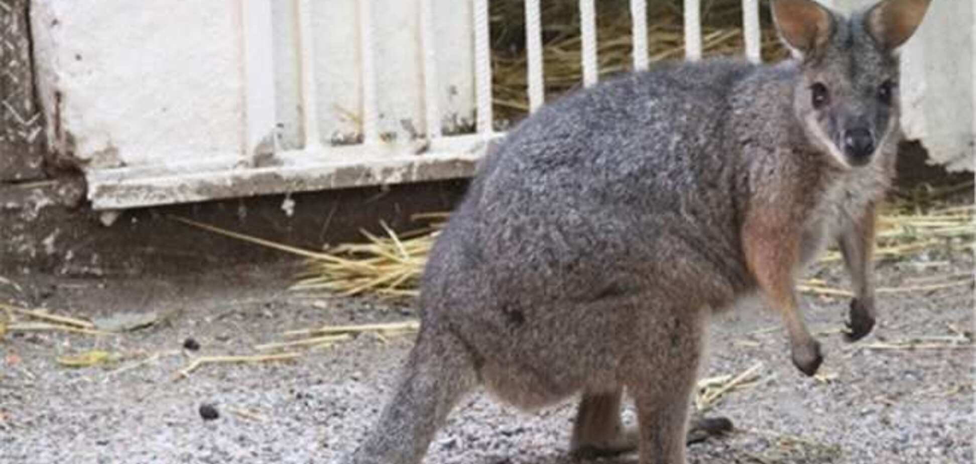 Працівник китайського зоопарку побив кенгуру заради забави
