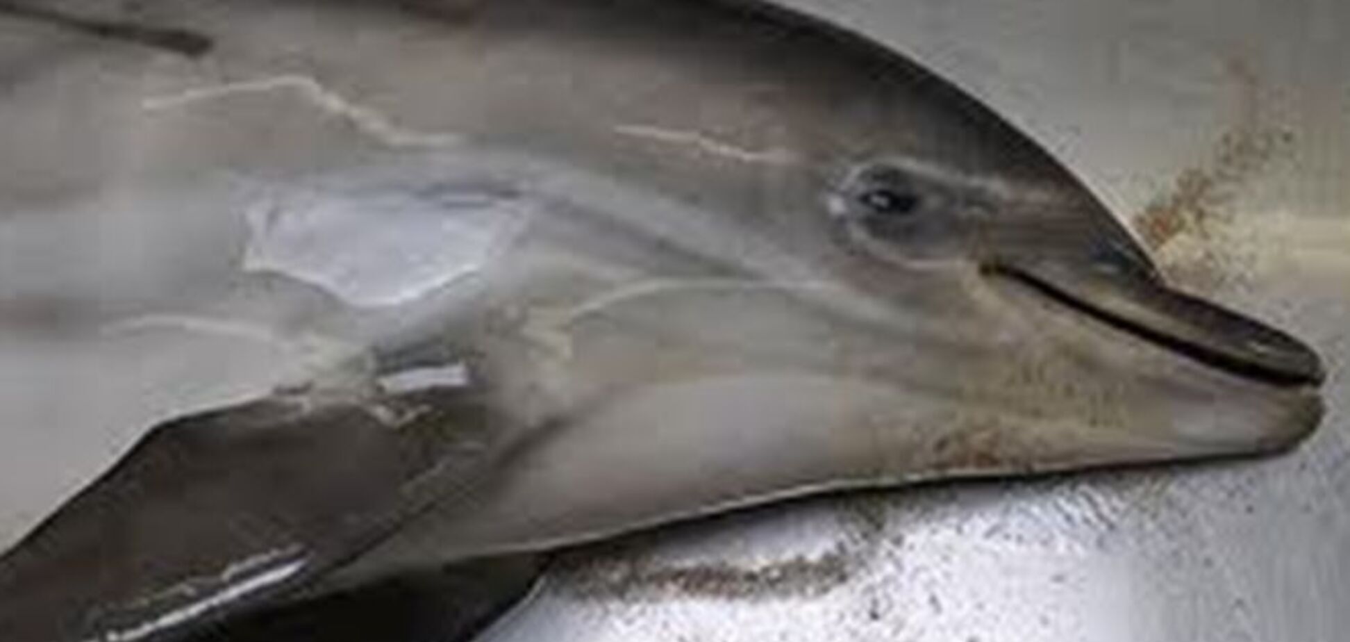 Скандал с убийством дельфина в Судаке: пансионат выплатит штраф 100 тыс. грн