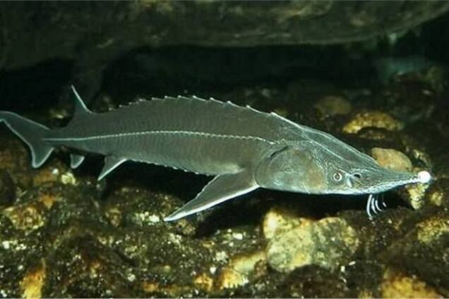 На Одещині браконьєри спіймали стерлядь за 48 тис. грн