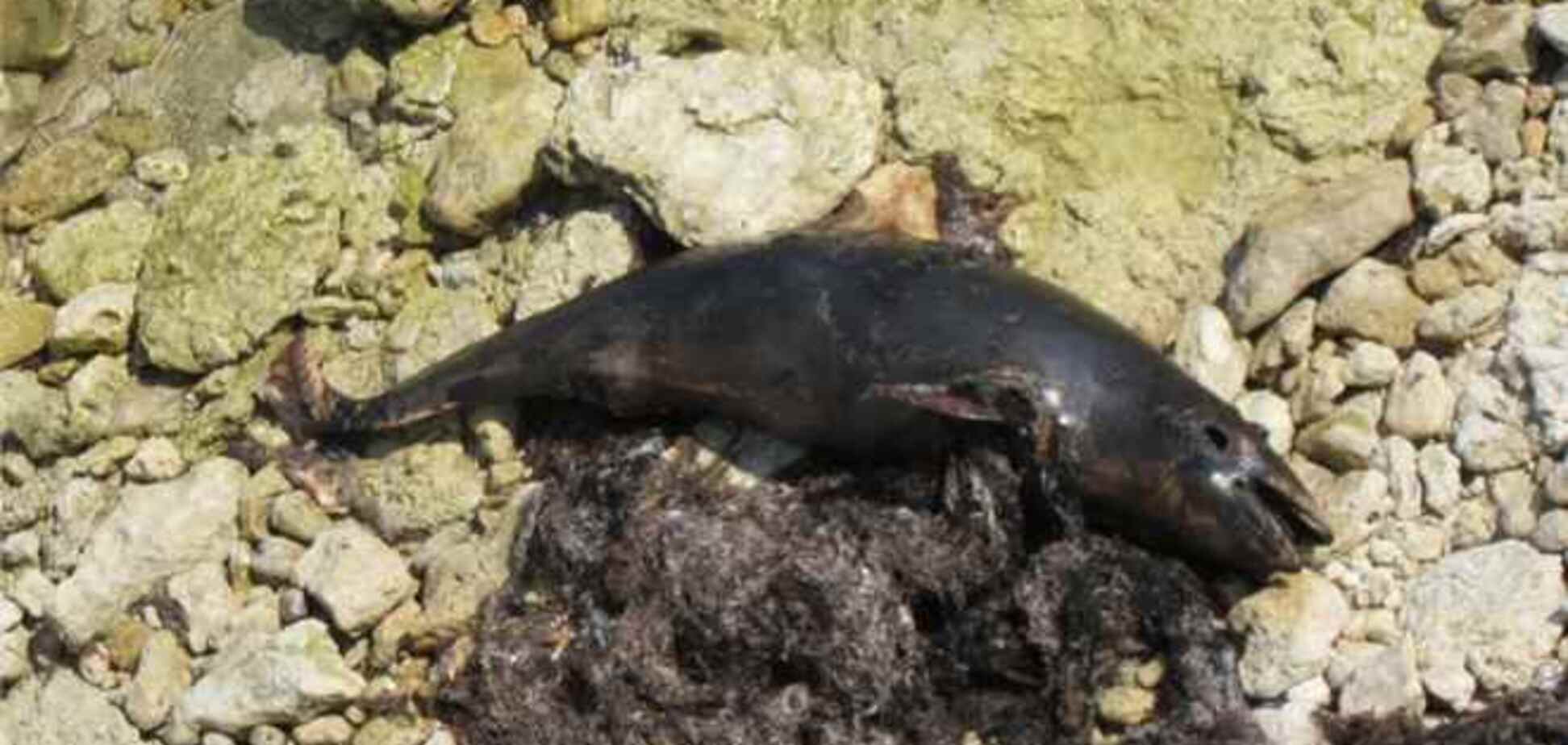 В Севастополе возле пляжа 'Аквамарина' разлагается труп дельфина