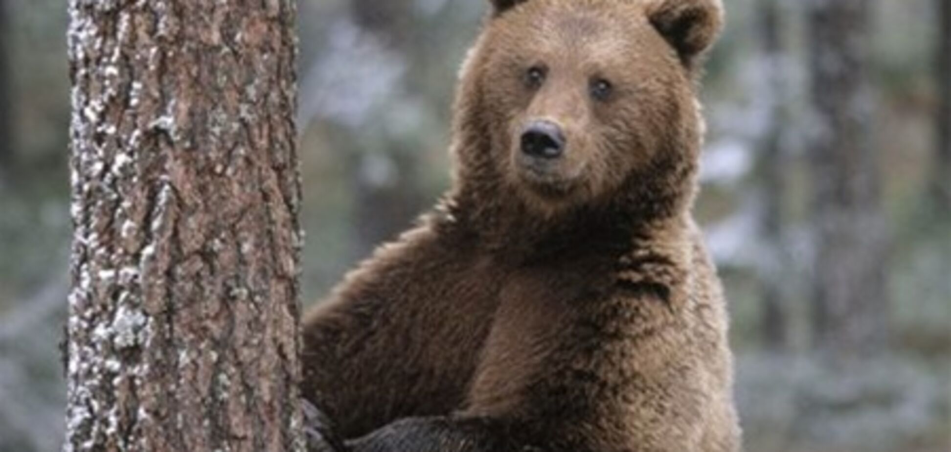 В Иркутской области медведь напал на человека