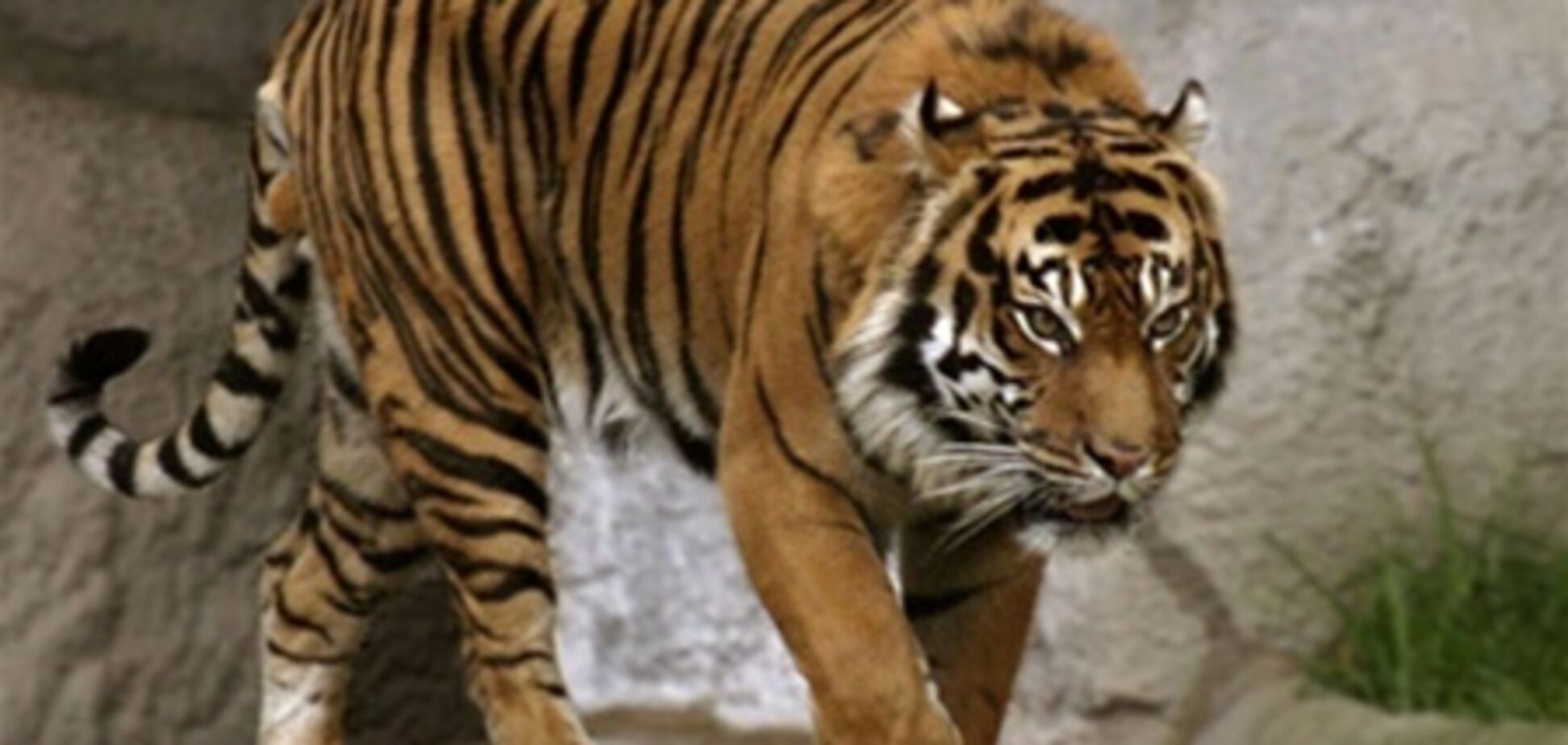 У кримському сафарі-парку тигр відкусив палець відвідувачеві