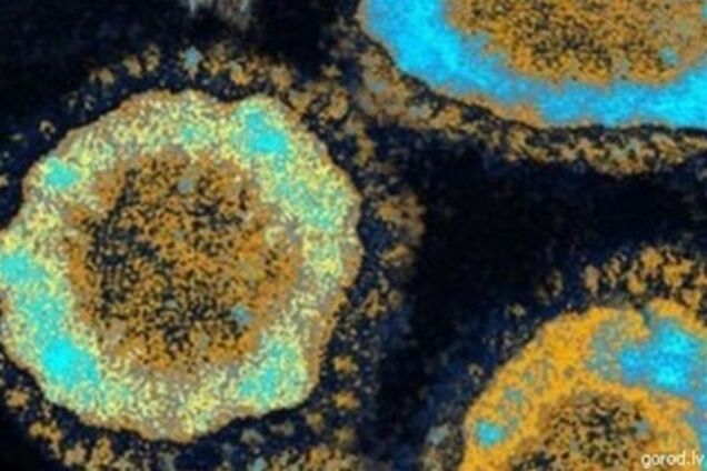 Новый коронавирус не вызовет пандемию – ученые