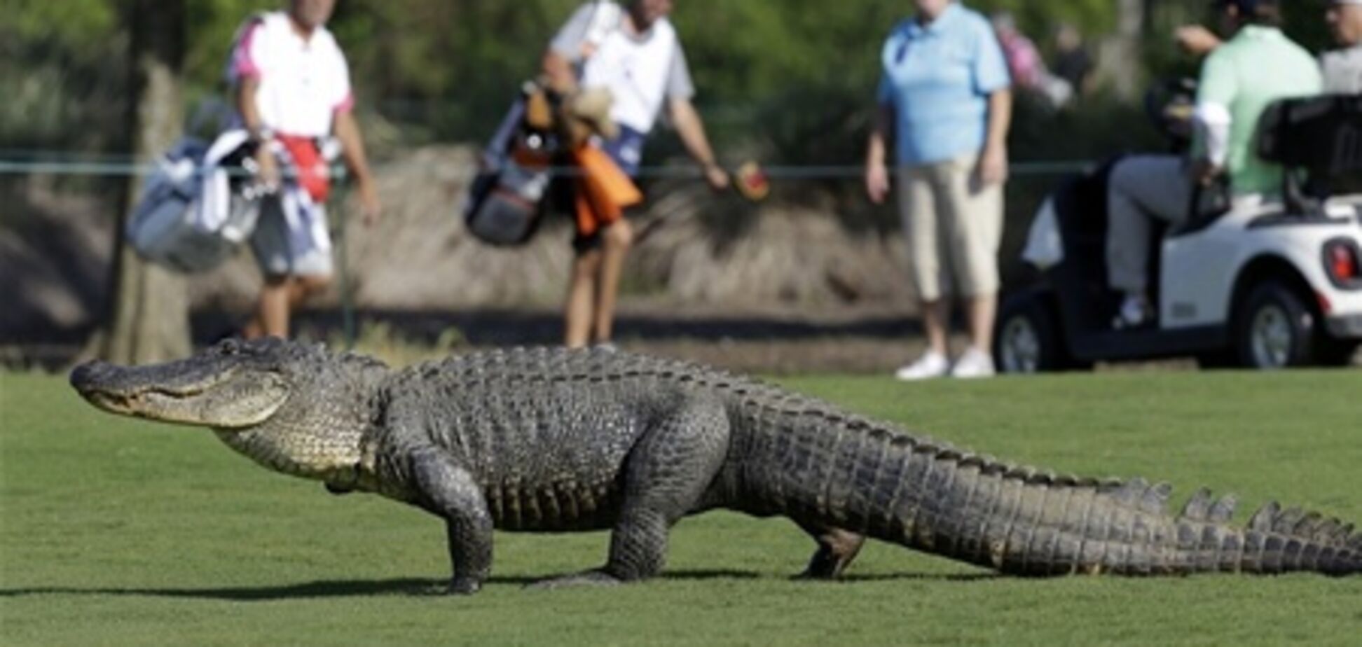 Турист хотел поиграть в гольф с крокодилом и остался без пальцев