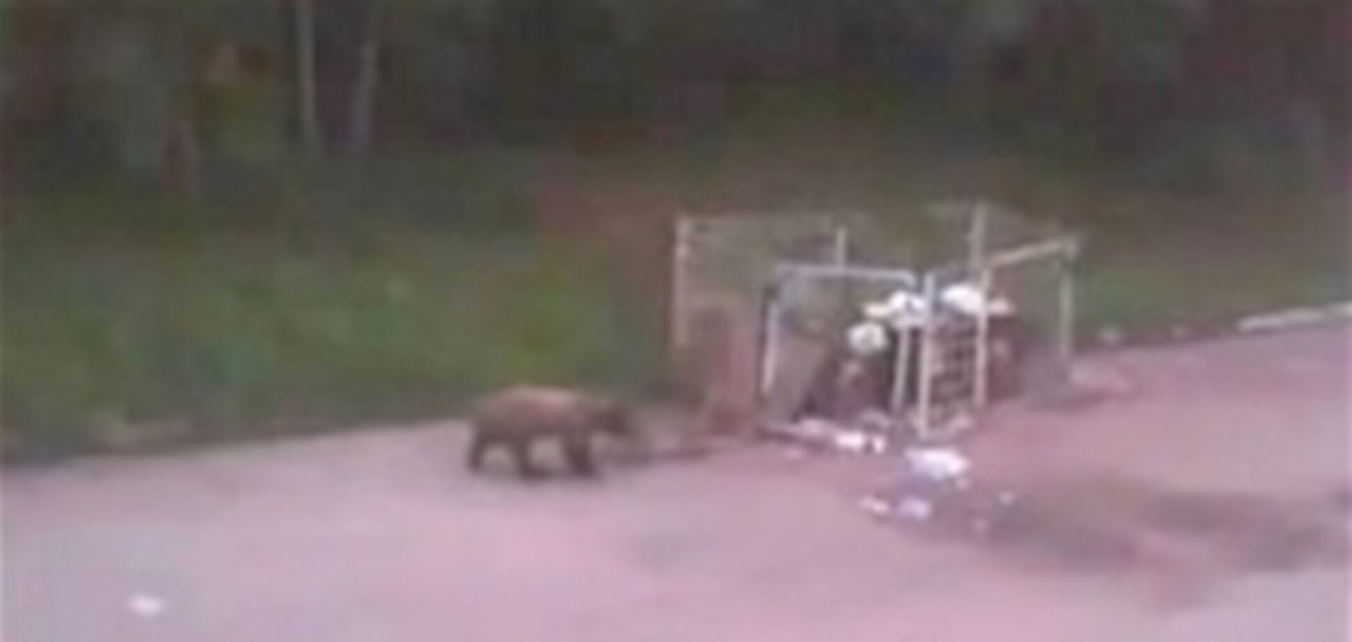 В России медведь забрел в роддом