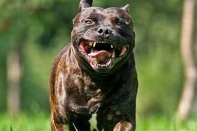 У Росії стафф два дні не випускав господарів з дому