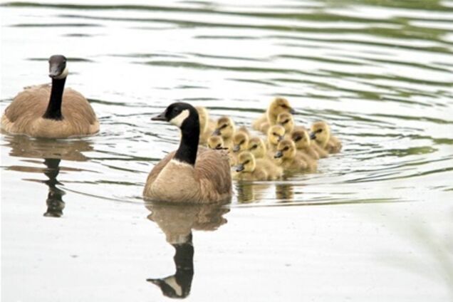 У світі тварин - 05.07.2013