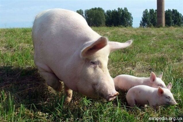 Россия ограничила поставки свинины из Беларуси из-за чумы