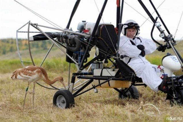 Путінських стерхов знову намагаються повернути в природу