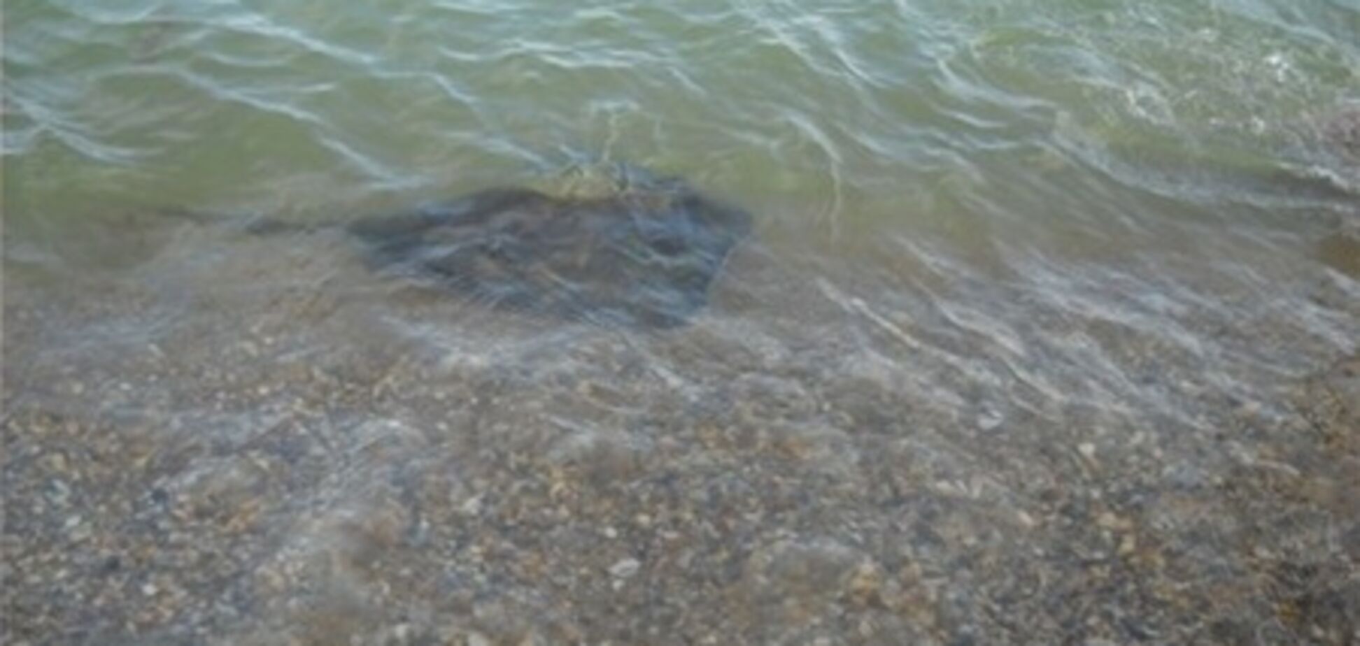 Диковинная рыба напугала посетителей одесского пляжа