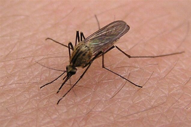 Чем опасны комары