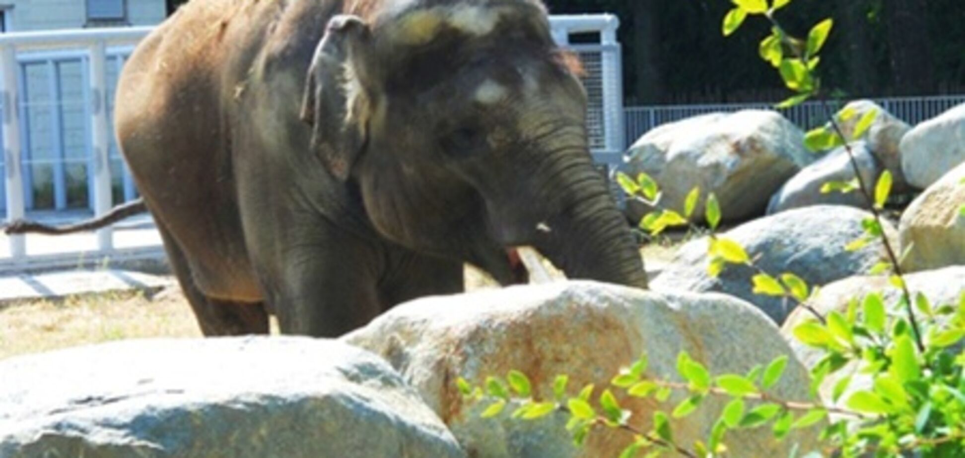 В киевском зоопарке заболел слон Хорас