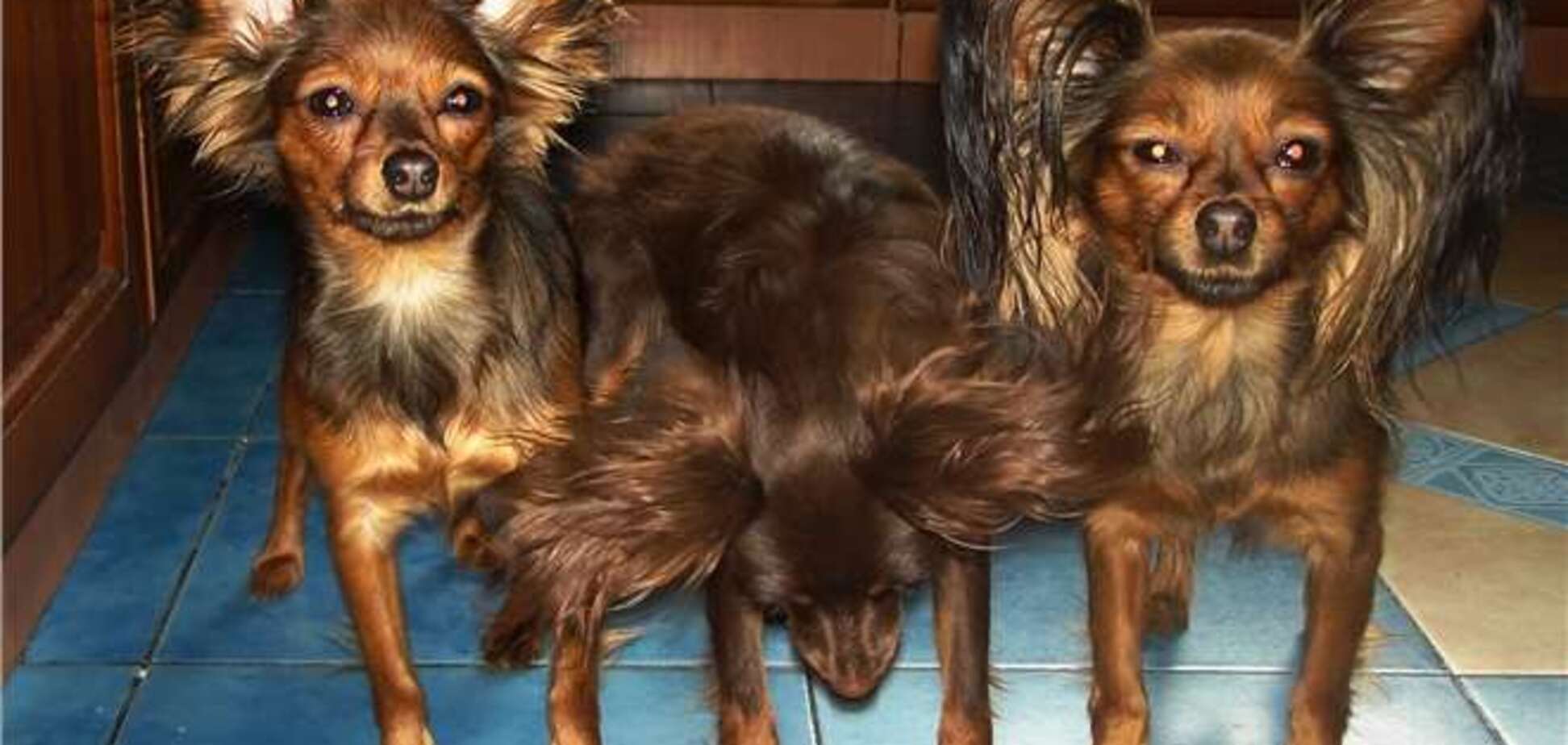 В Мариуполе хозяйка 20 декоративных собак 5 дней сидела мертвой перед ТВ среди своих питомцев