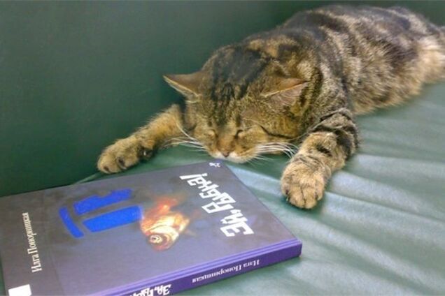 У Росії кота офіційно взяли на роботу