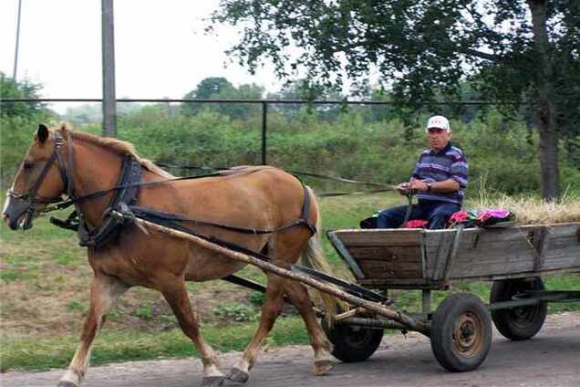 Автобус «Львов – Трускавец» раздавил подводу