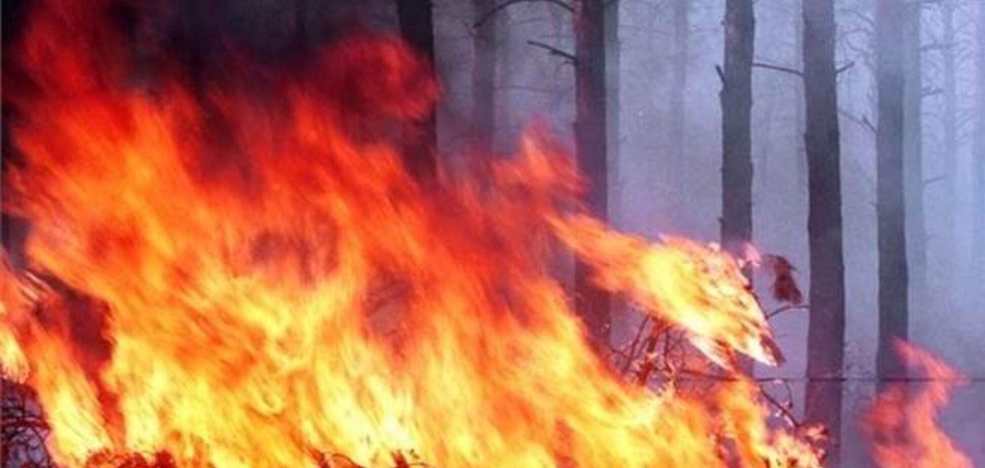На Прикарпатье боролись с масштабным лесным пожаром