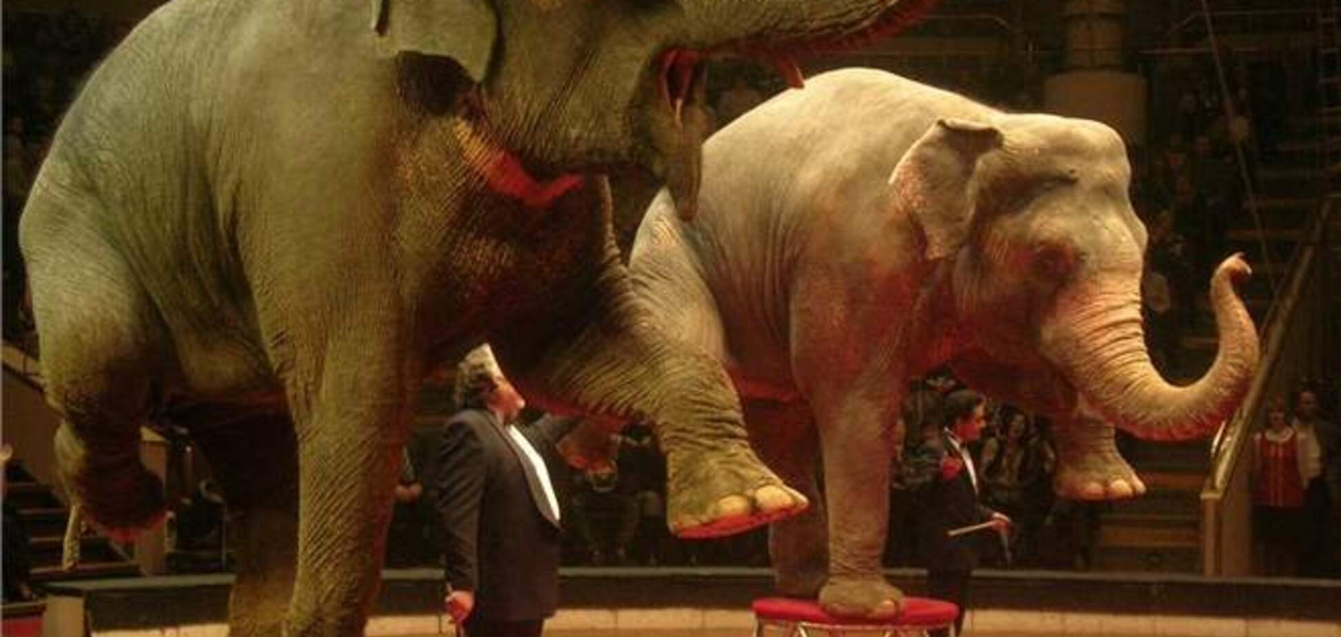 В Сальвадоре запретили выступление животных в цирке