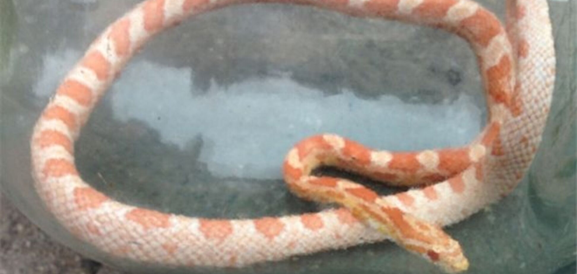 Москвич виявив у ванній півтораметрову змію