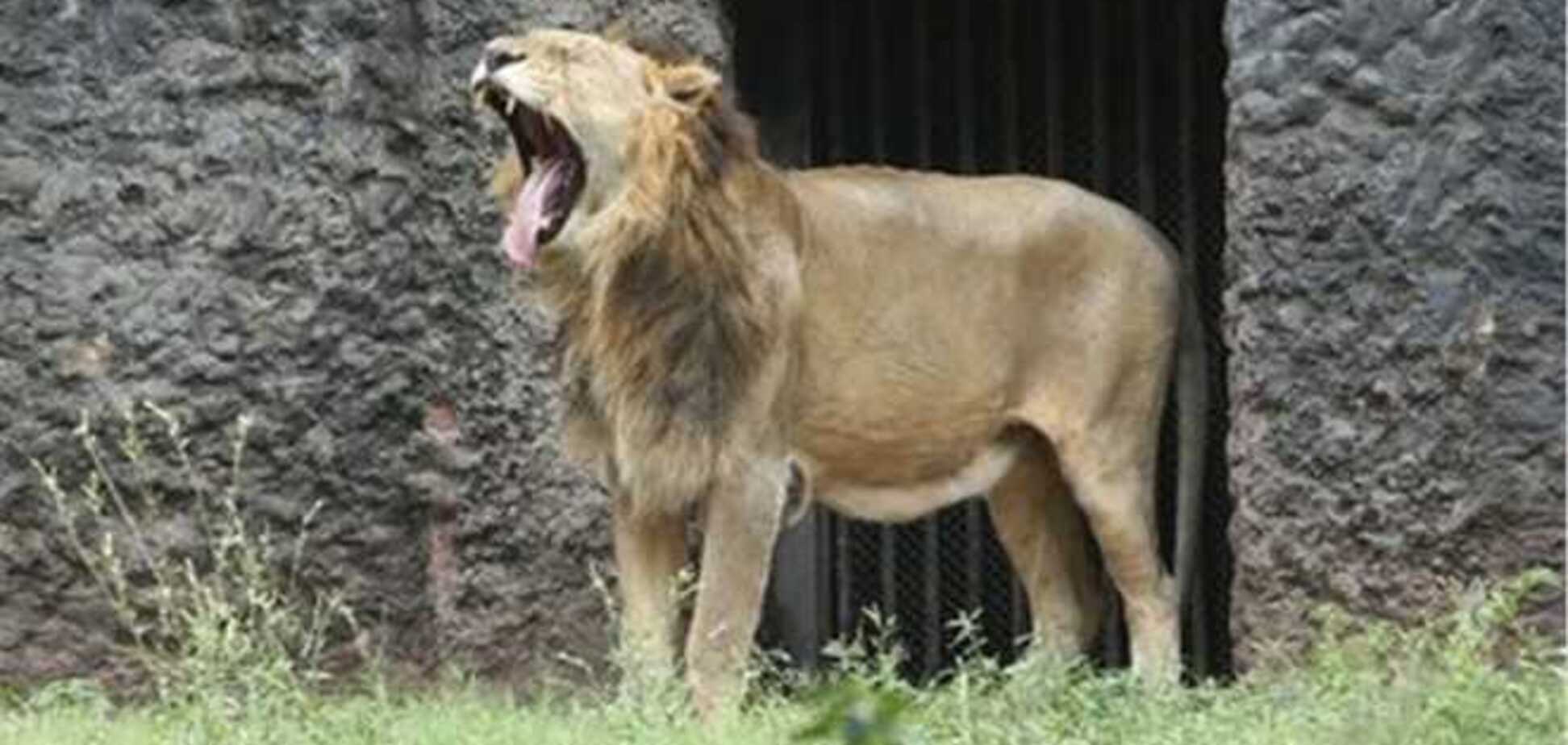 Власти Коста-Рики закроют зоопарки и выпустят животных на волю