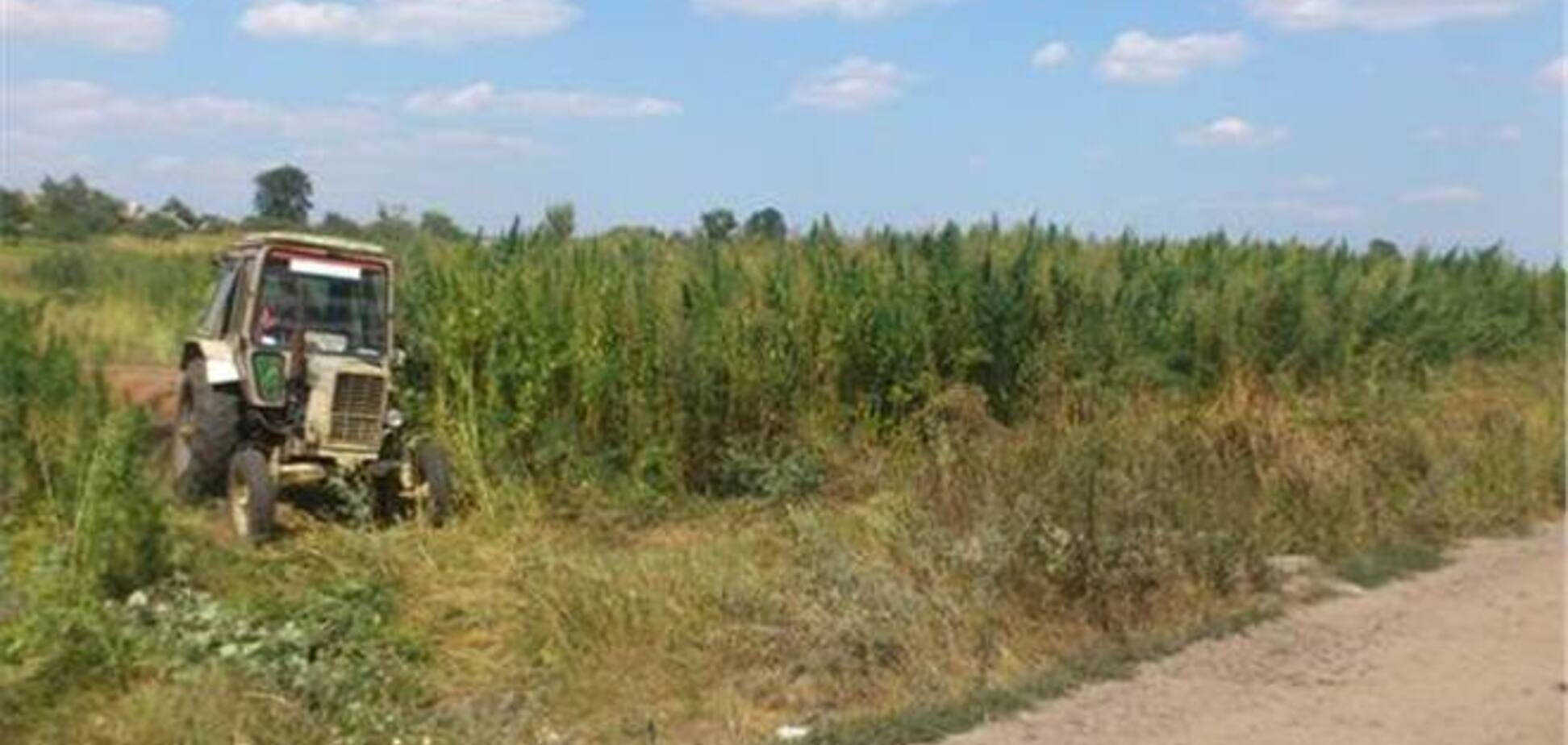 На Киевщине обнаружили три гектара конопли