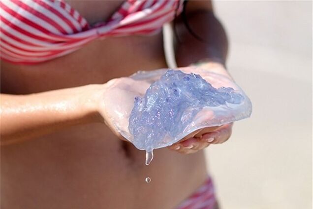 Пляжи защитят от медуз сетями