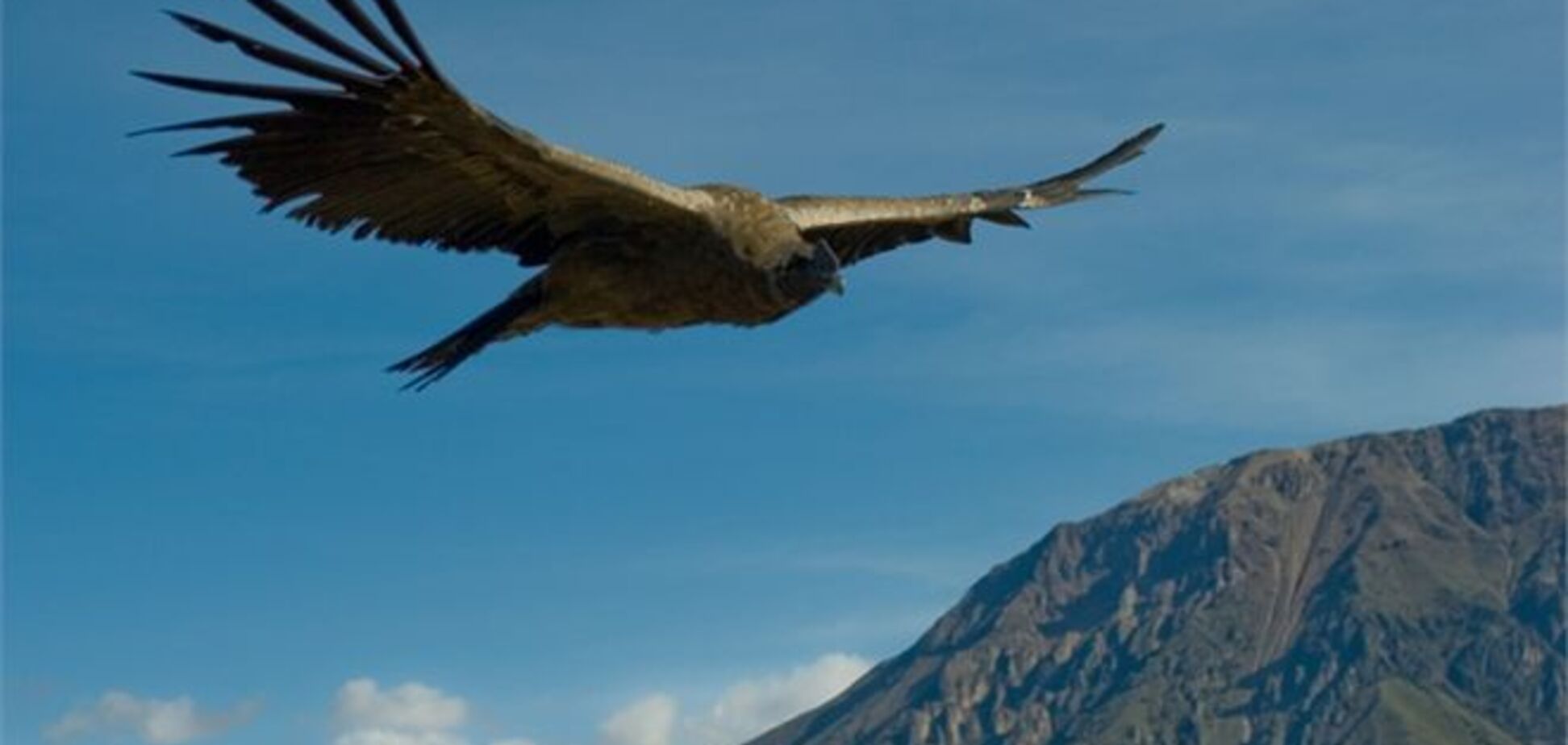 В Андах невідомий недуга косить гігантських птахів