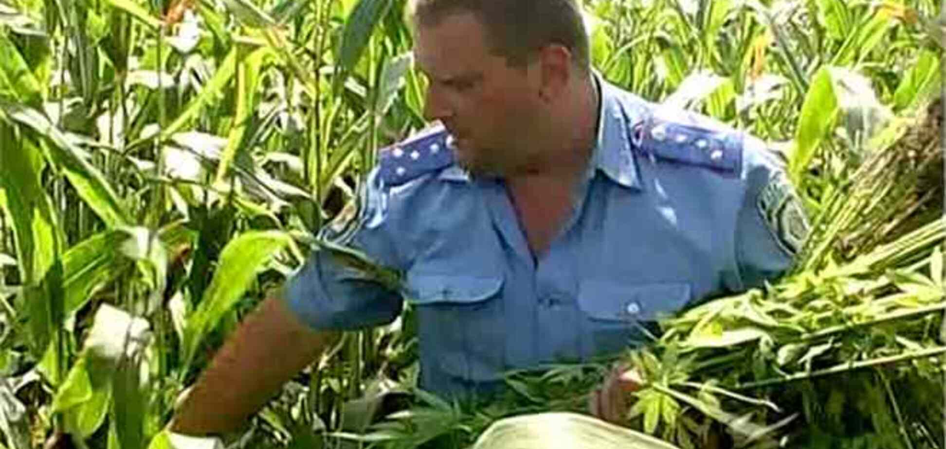 На Полтавщині на кукурудзяному полі знайшлося 700 кг конопель