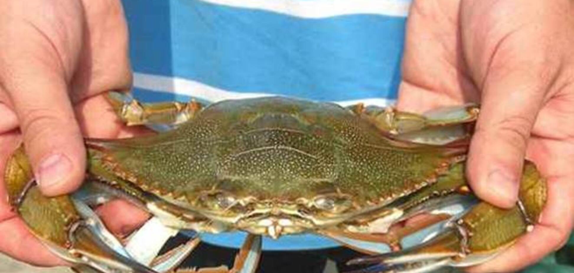 Херсонские рыбаки выловили экзотического краба