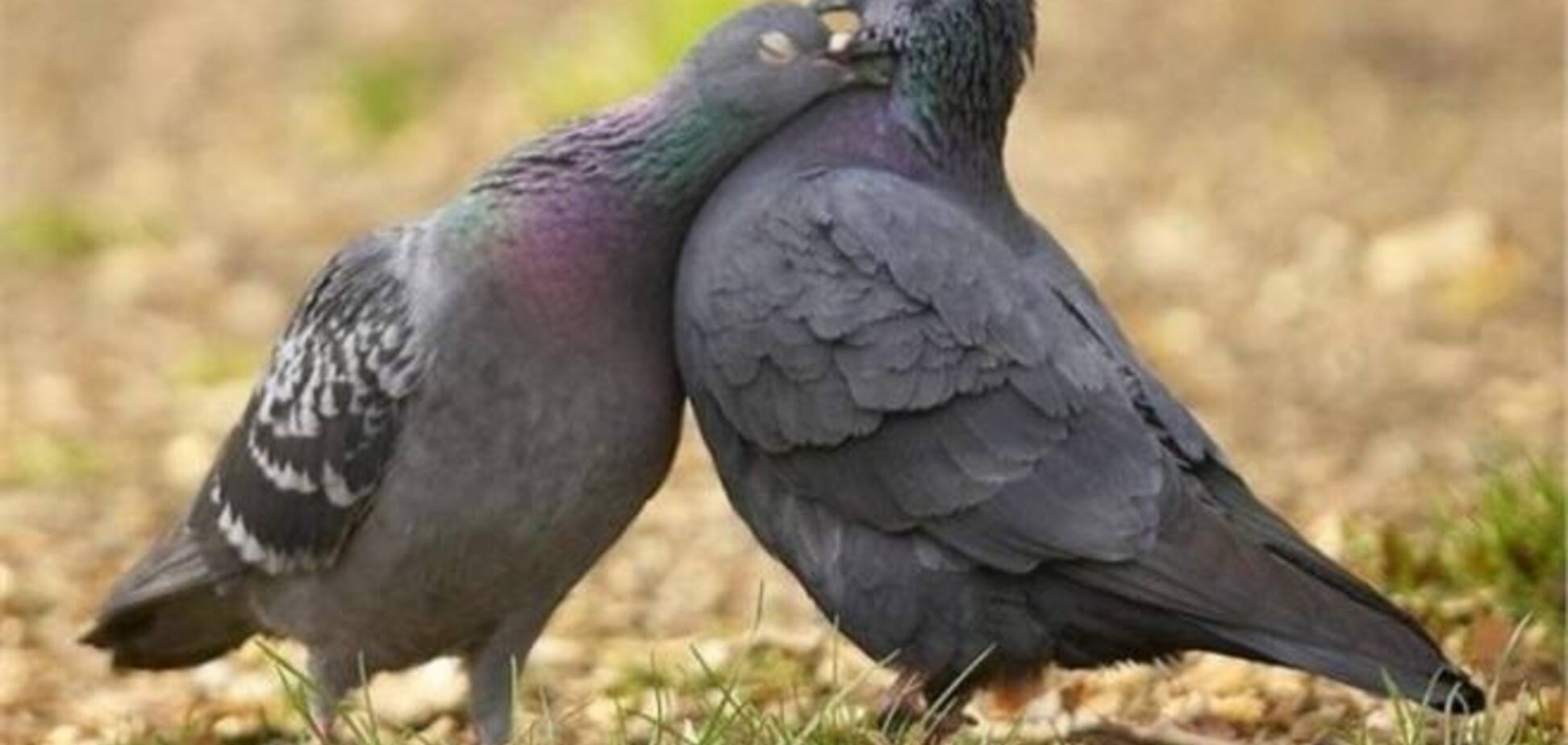 Массовая гибель голубей в Москве вызвана 'вертячкой'