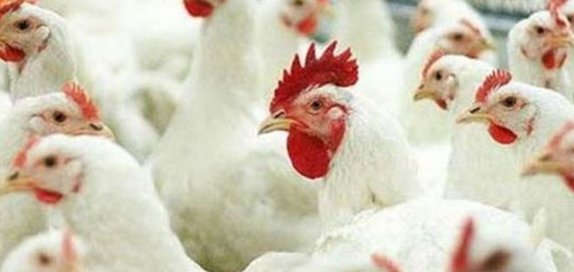 Россия усложнила допуск украинской курятины