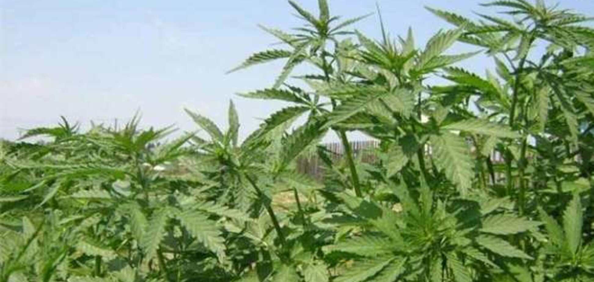 На Сумщині 90-річна бабуся утеплювала будинок коноплею