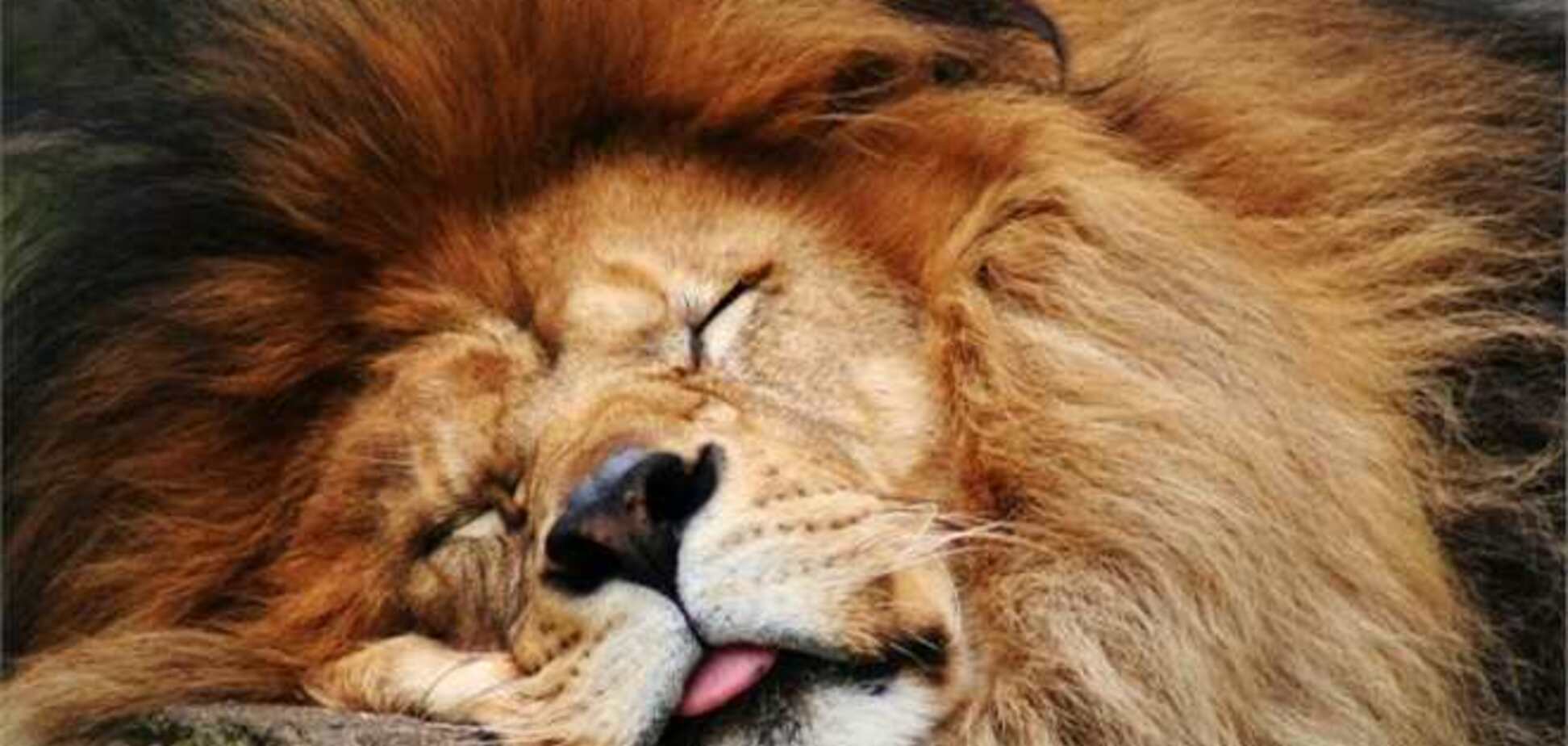 В зоопарке Китая переодетых собак выдавали за львов