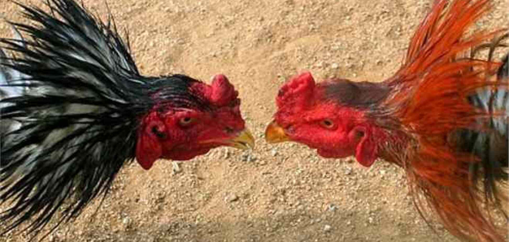 Румынскую принцессу и ее мужа арестовали за петушиные бои