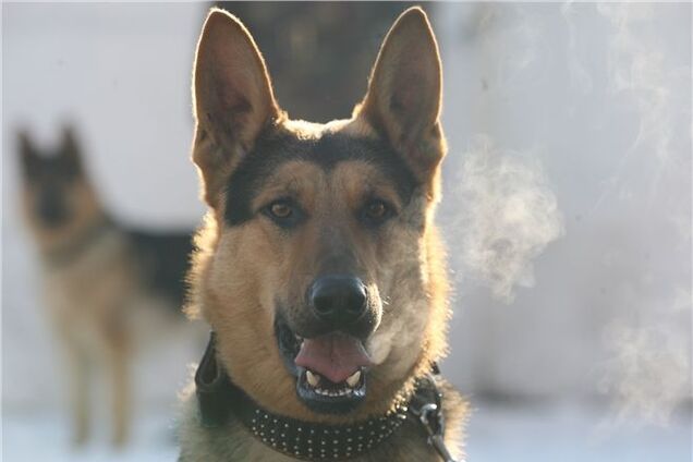 'Тайсон' знайшов у потязі 'Москва - Одеса' шкарпетки з коноплею