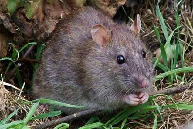 У Харкові скажена щур прямо на вулиці покусала дівчинку