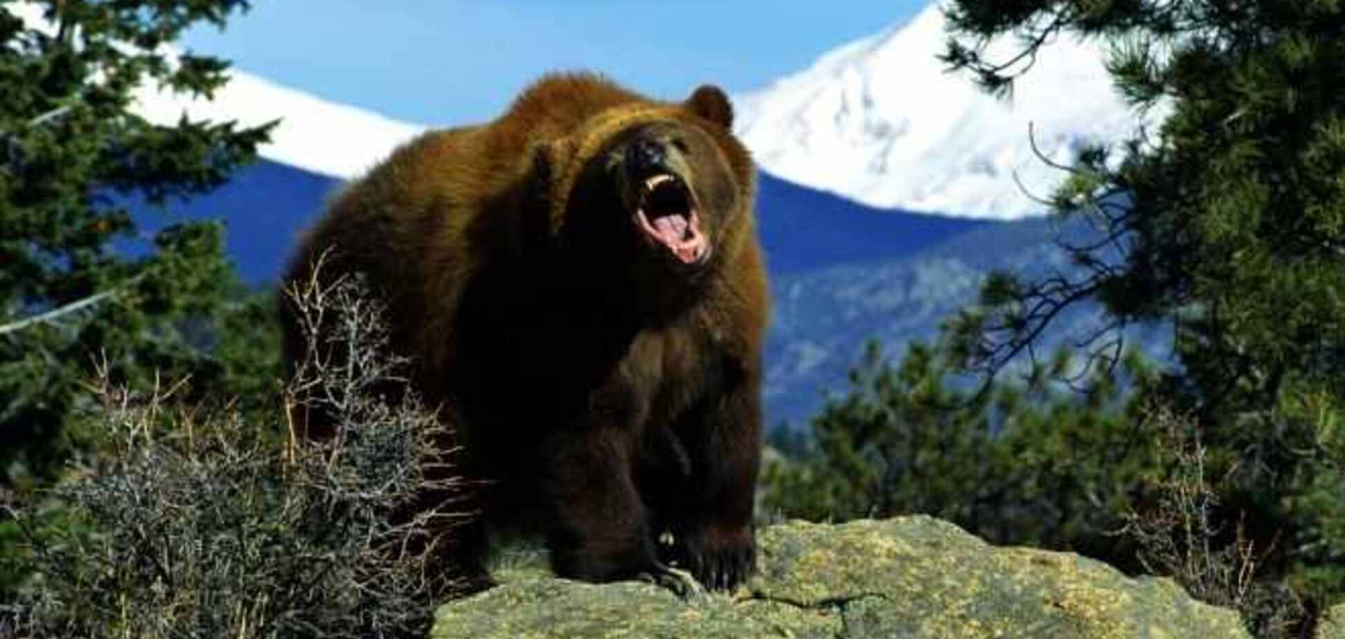 Чотири людини постраждали в США від нападів ведмедів грізлі