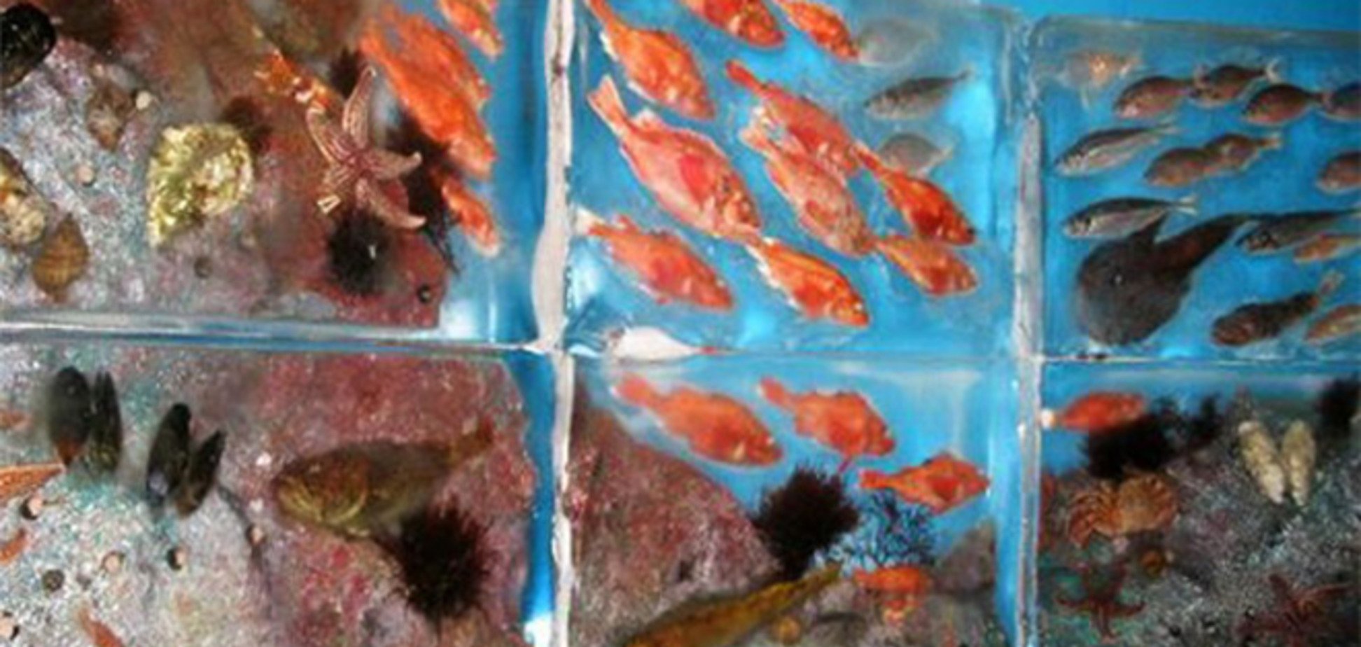 Туристов приглашают в единственный в мире ледяной аквариум