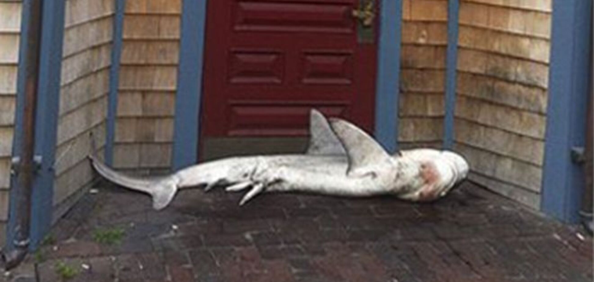 Под двери бара 'Морской волк' подбросили мертвую акулу