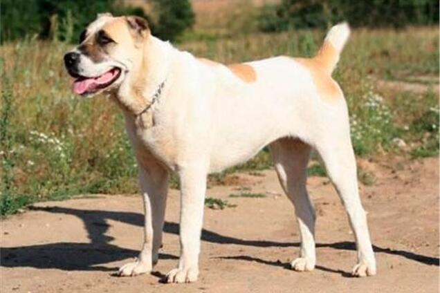 У Керчі алабай мало не загриз чоловіка, що гуляв з малюком