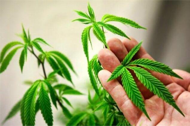 20-й штат США легализовал марихуану