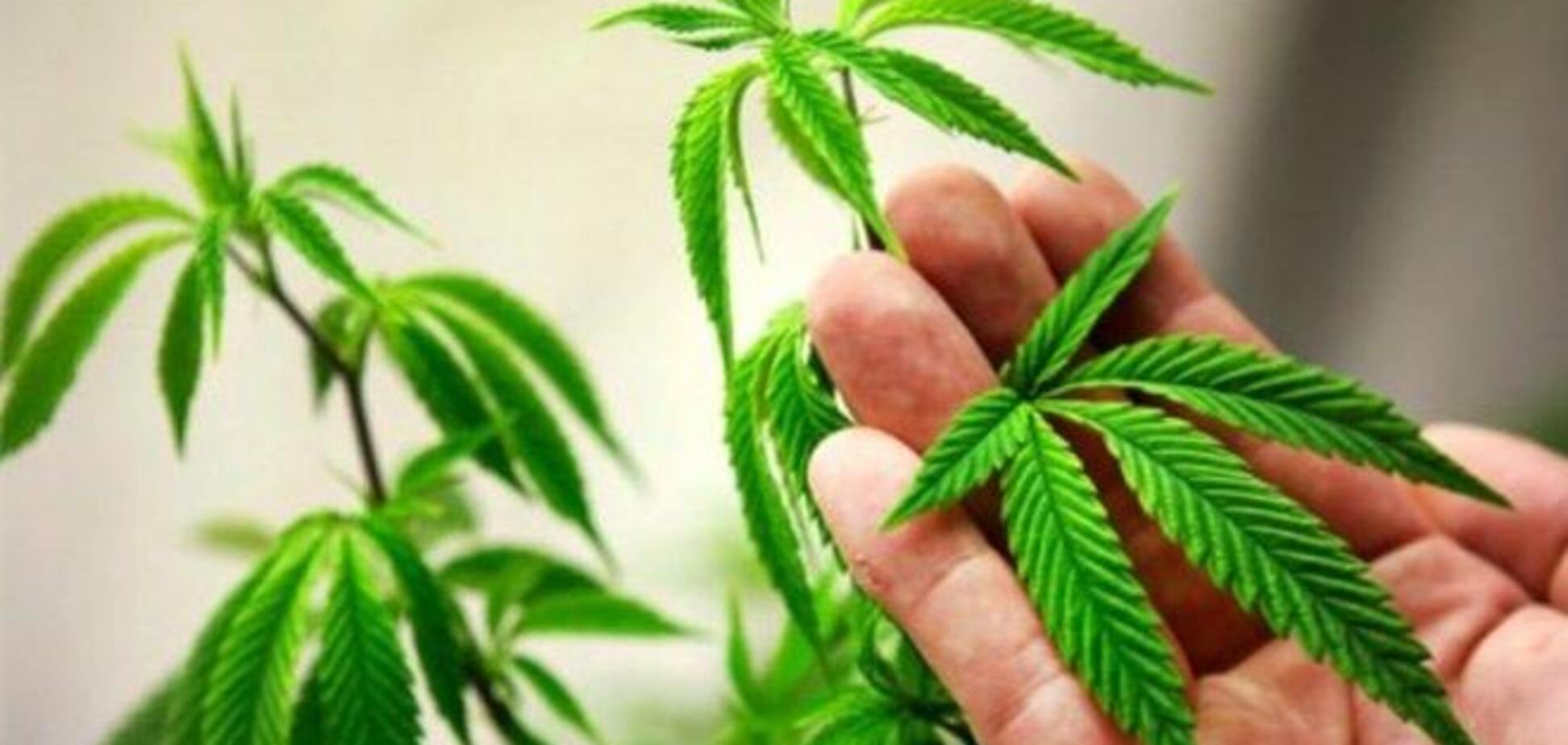 20-й штат США легализовал марихуану
