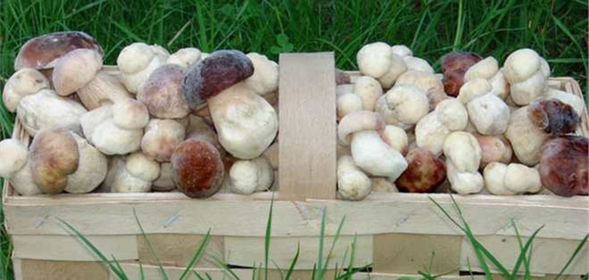 Українським грибникам закрили на серпень перехід в Білорусь