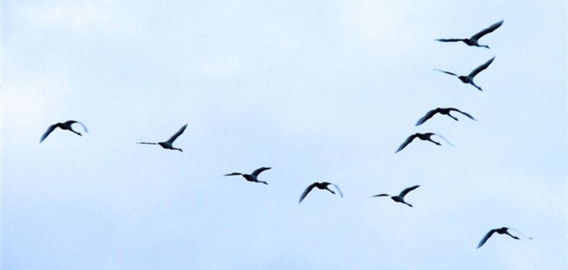 Украинские птицы уже начали улетать в теплые края