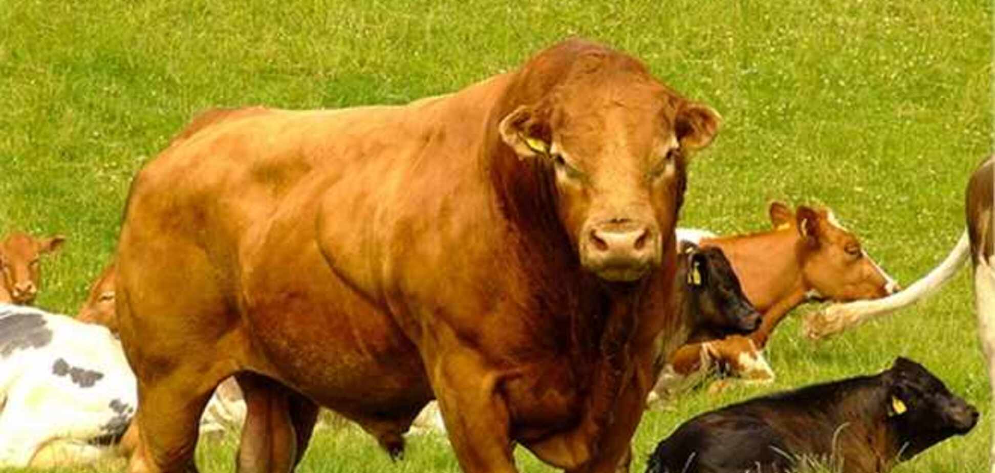 На Дніпропетровщині бики на смерть затоптали пастуха