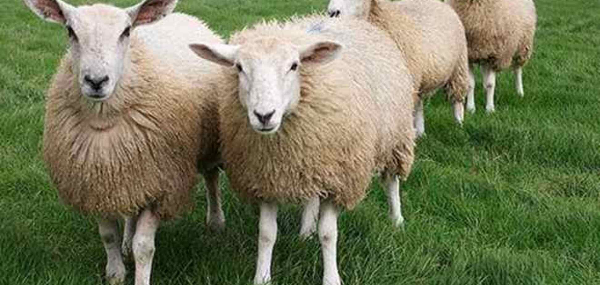 Поезд 'Москва-Париж' столкнулся со стадом овец в Беларуси