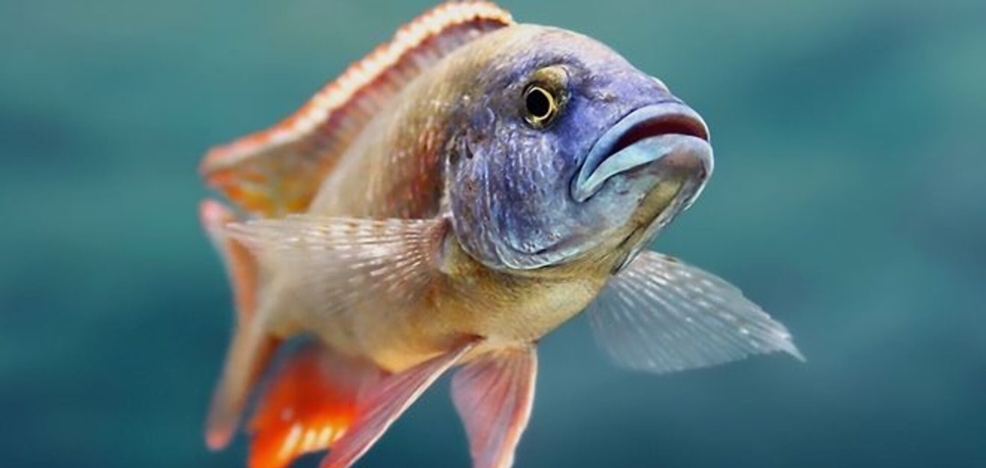 В Днепре появилось шесть новых видов рыб