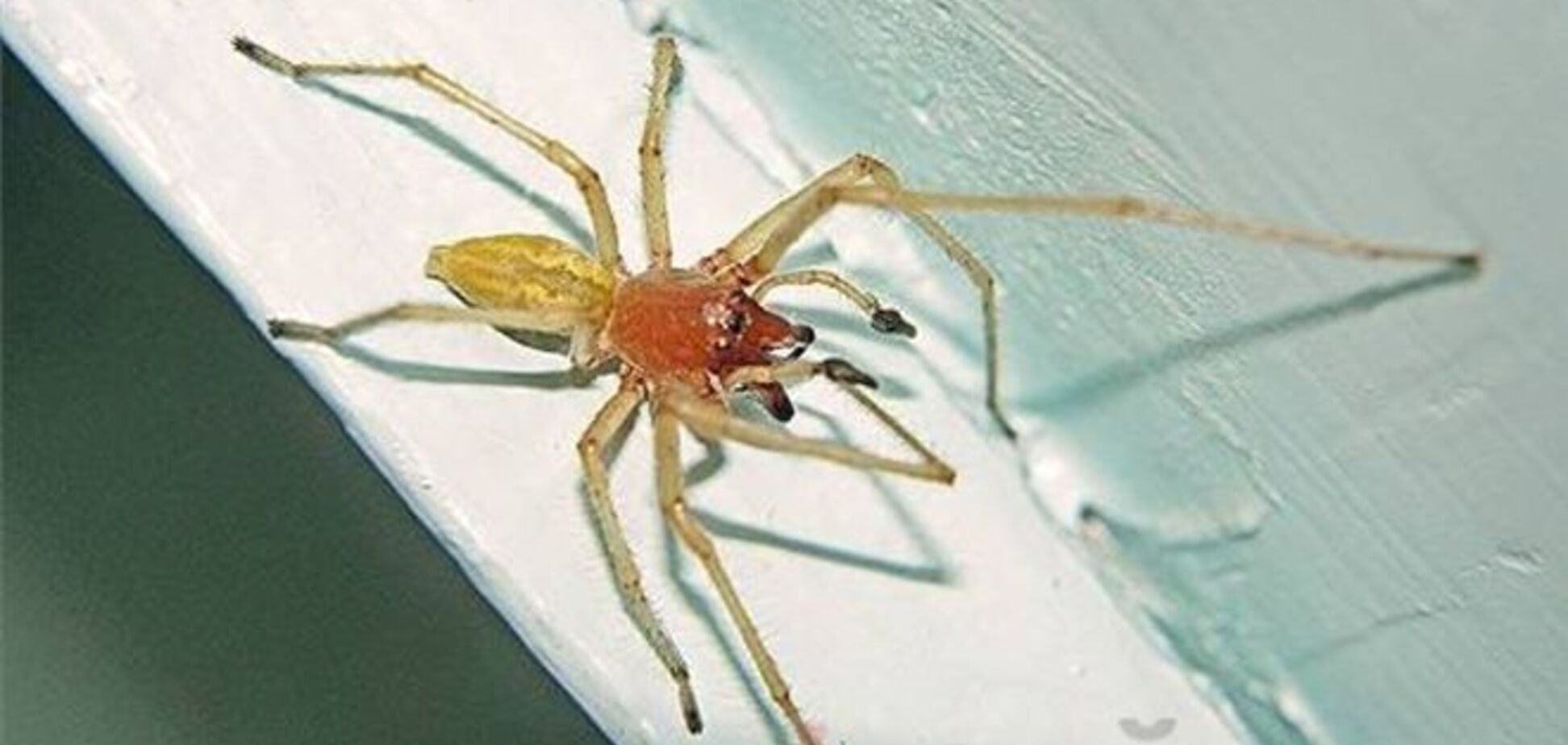 Одещину тероризують смертельно отруйні павуки