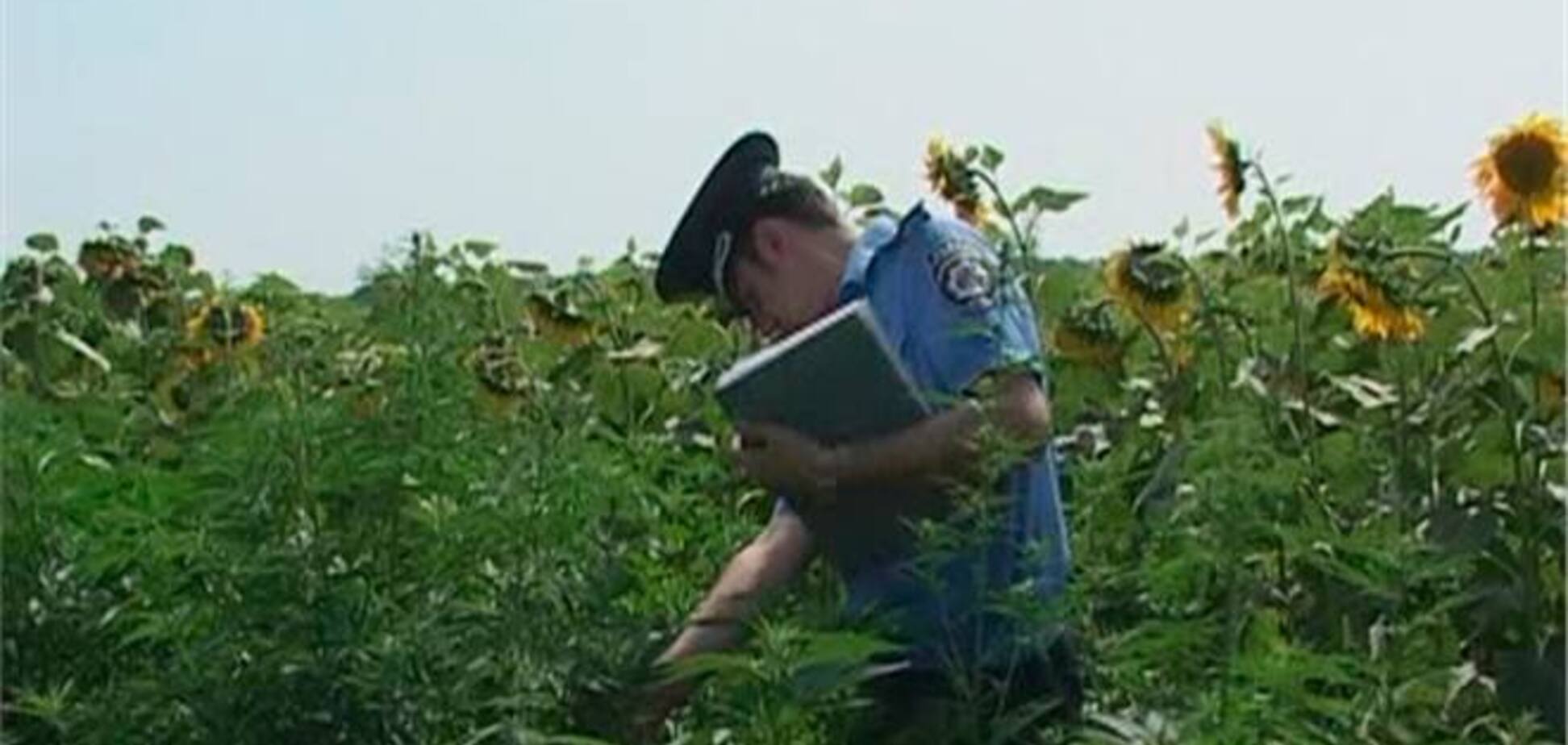 На Луганщині виявили плантацію марихуани серед соняшників
